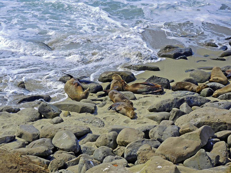 Basking on La Jolla Shores by Lynda Lehmann Basking on La Jolla Shores by Lynda Lehmann
