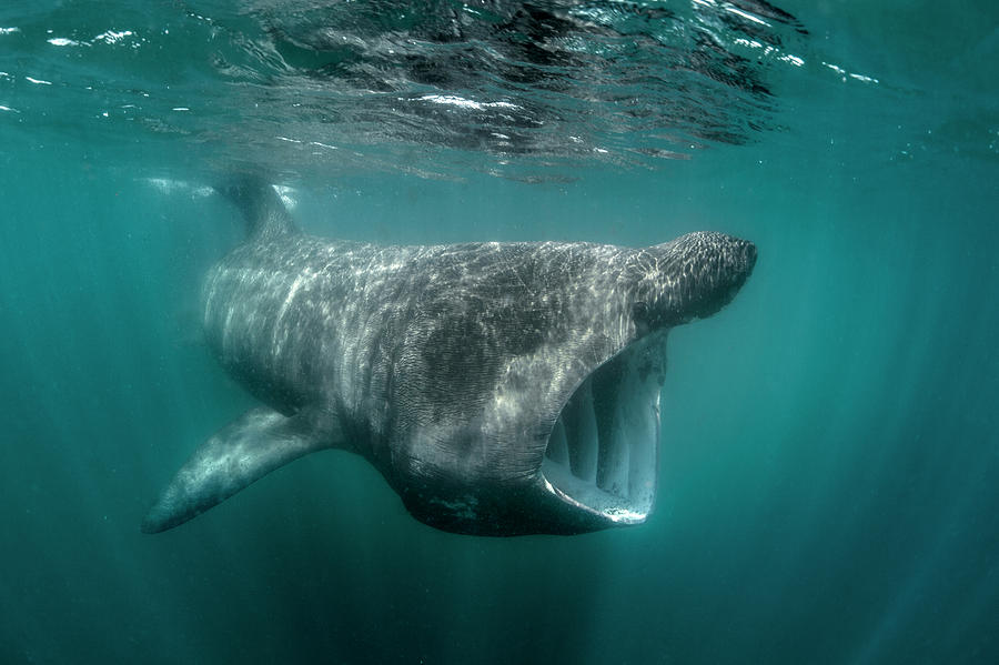 Basking Shark (cetorhinus Maximus), Underwater View, Baltimore, Cork ...