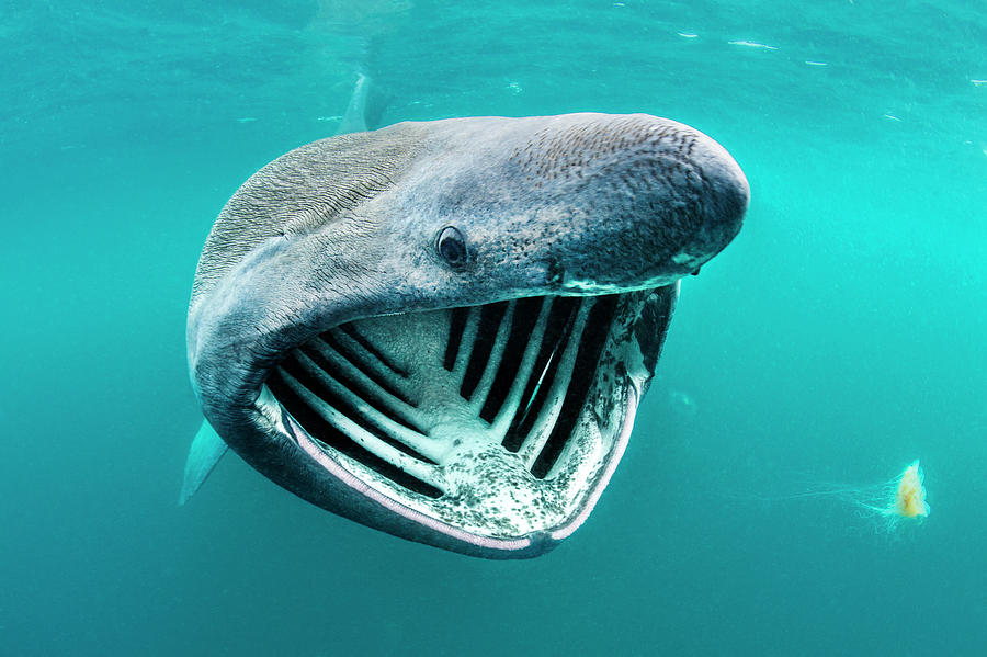 Basking Shark Feeding On Plankton, Inner Hebrides, Scotland Photograph ...