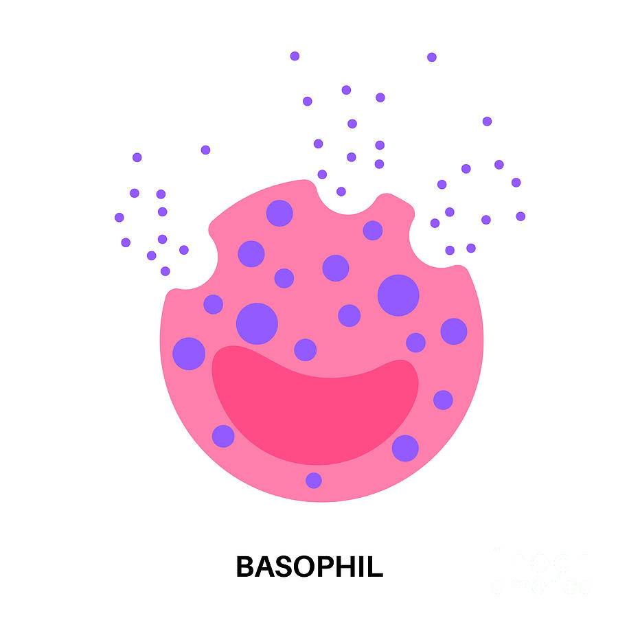 Basophil Photograph by Pikovit / Science Photo Library