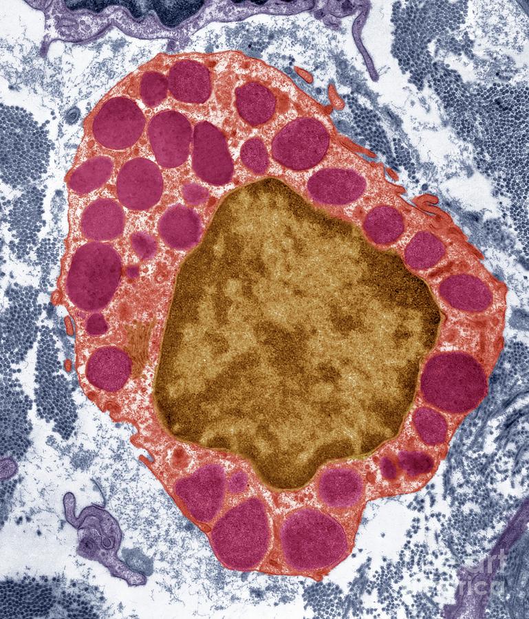 Basophil Photograph by Steve Gschmeissner/science Photo Library