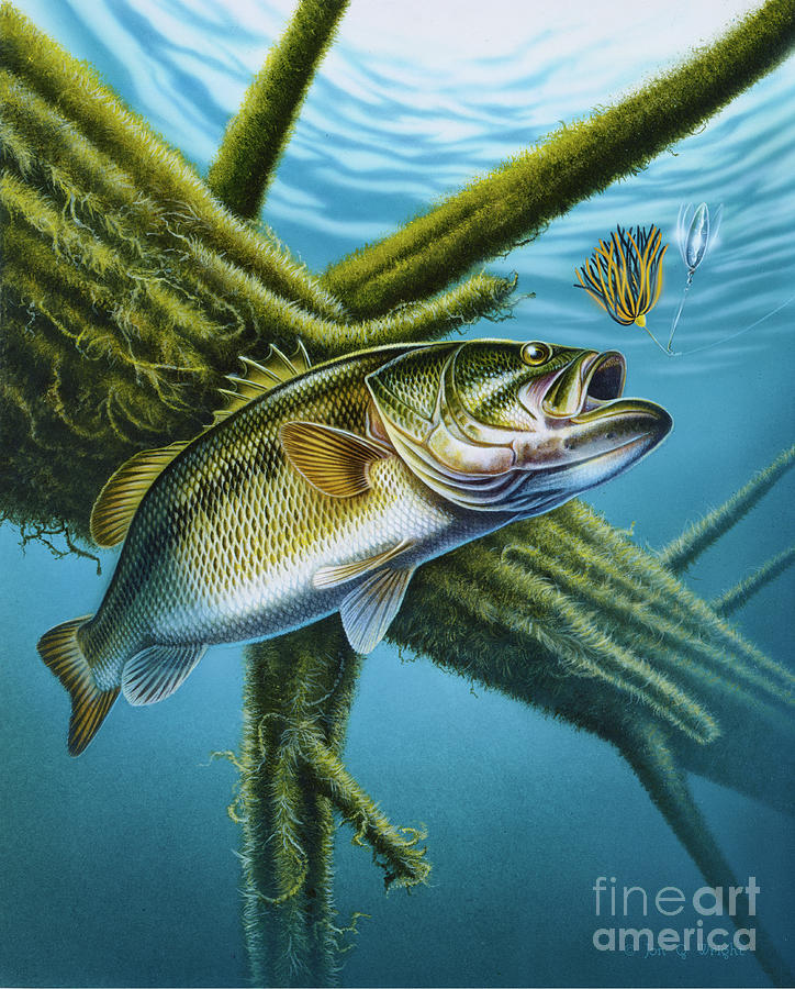 Bass and Spinner Bait Painting by Jon Wright - Pixels