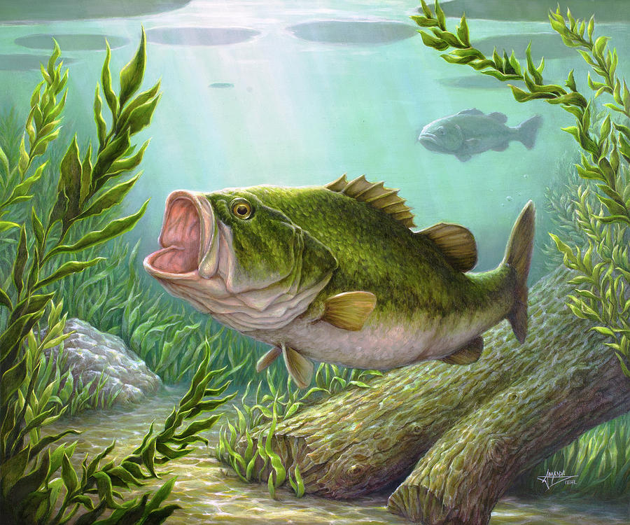 Bass Fish Painting by Amanda Diehl - Pixels