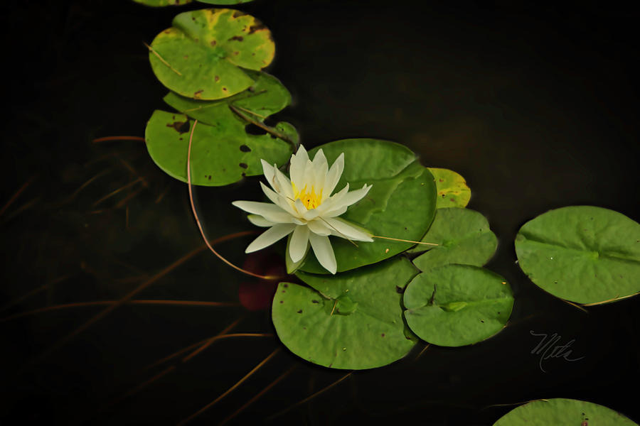 Bass Lake Water Lily Photograph by Meta Gatschenberger