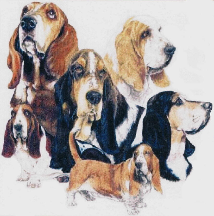 Basset Hound Montage Drawing by Barbara Keith