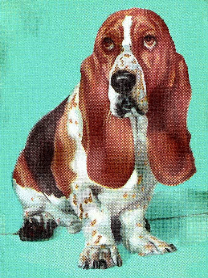 Vintage Drawing - Basset Hound by CSA Images