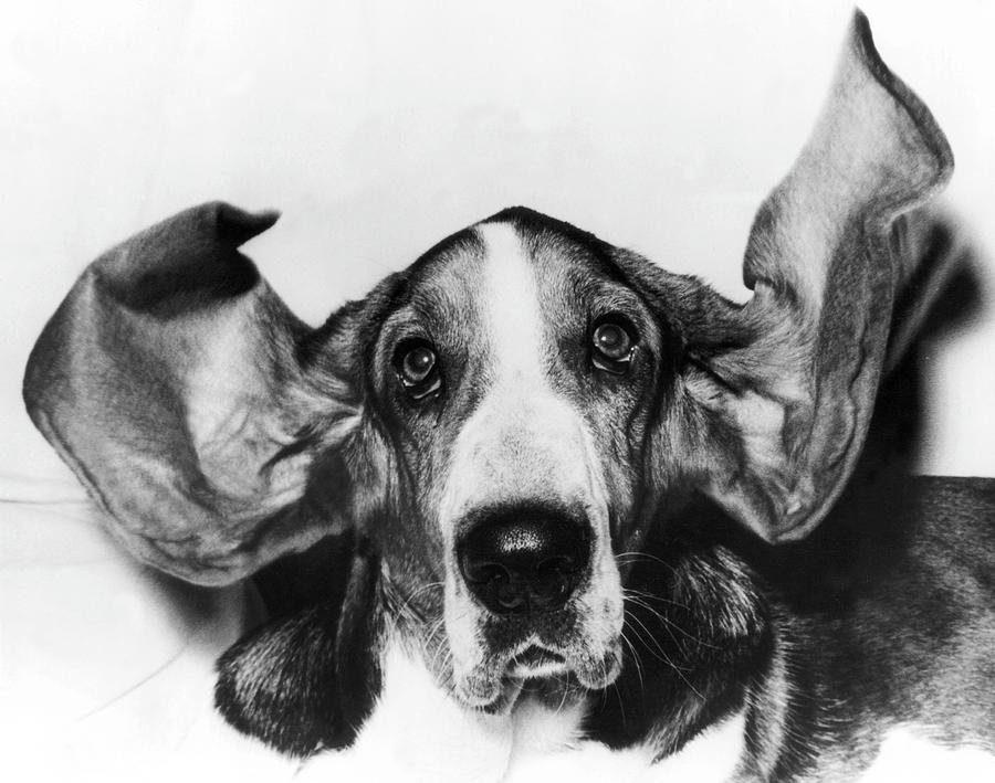 Basset Hound In 1963 Photograph by Keystone-france