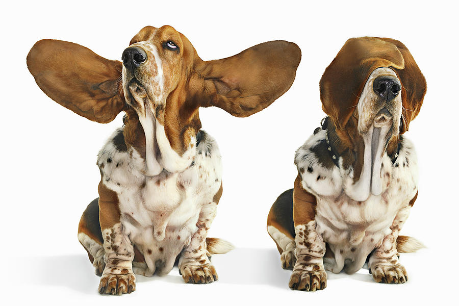 Basset Hound With Ears Open And Ears Photograph by Gandee Vasan