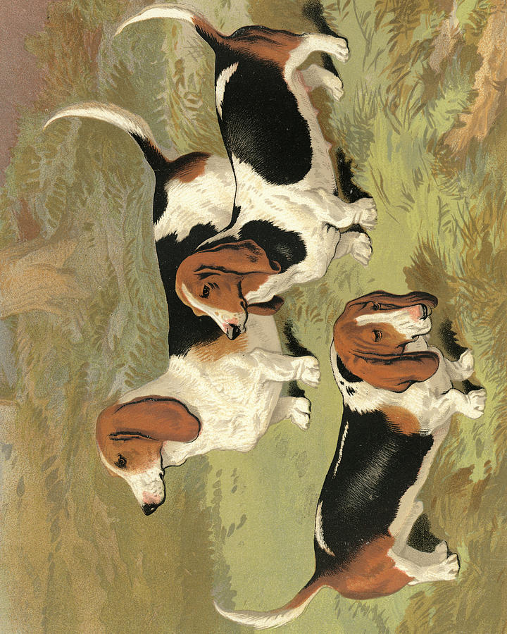 Animal Painting - Basset Hounds by Vero Shaw