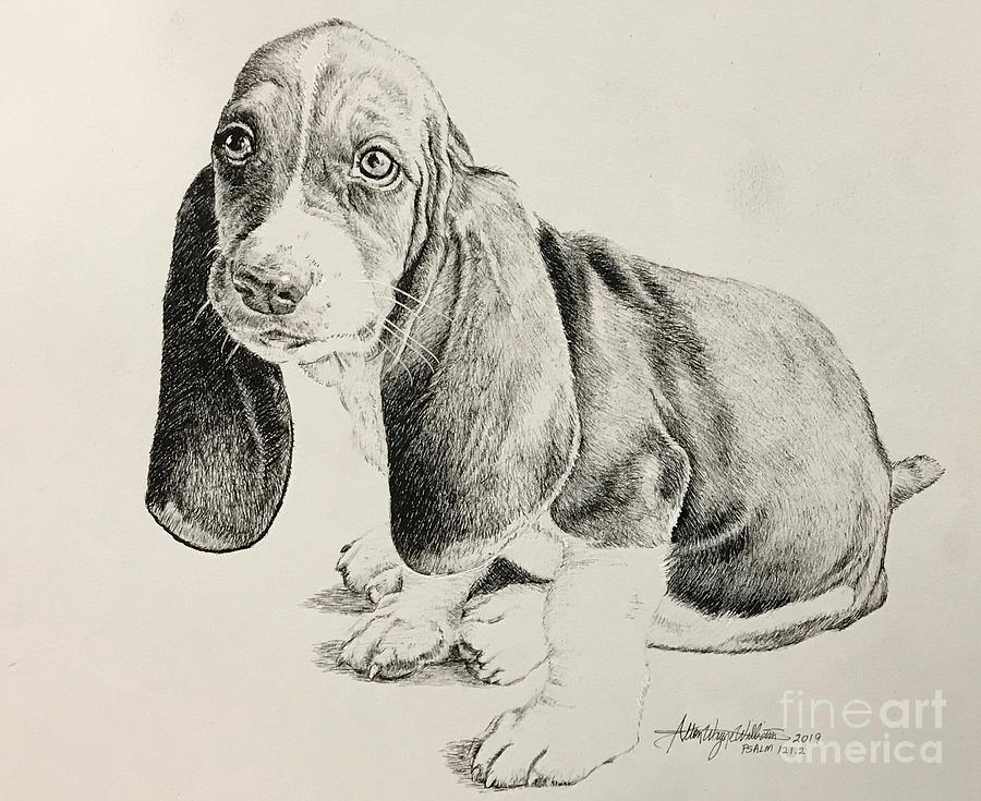Basset Pup Drawing By Alton Williams