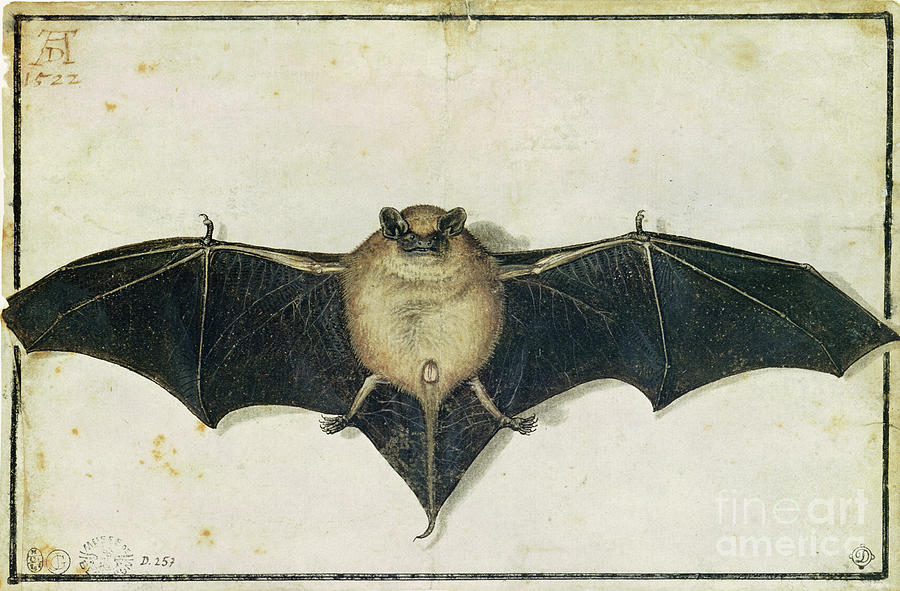 Bat, 1522 Painting by Albrecht Dürer Or Duerer