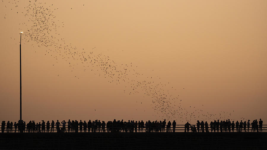Sunset Photograph - Bat Capital by Linda Lu