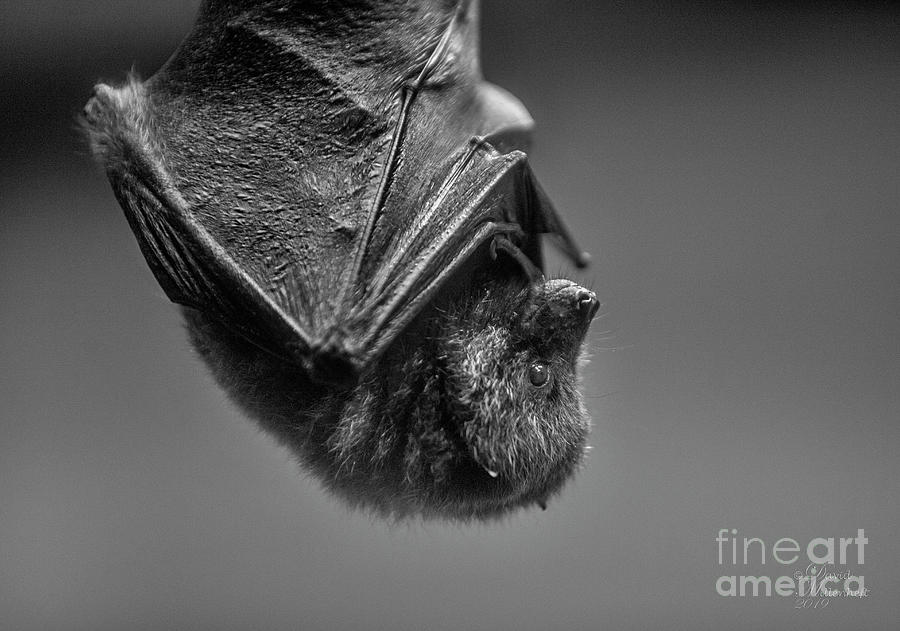 Bats Fascinating Creatures of the Night Photograph by David Millenheft