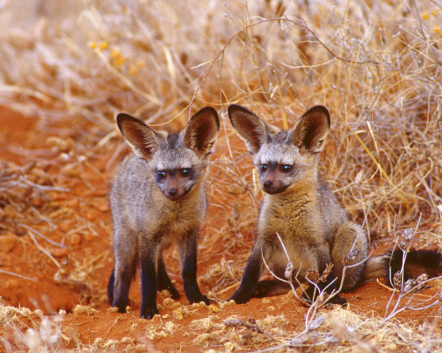 Bat-eared Fox Cubs, Samburu Game Reserve, Kenya Photograph by Ross ...