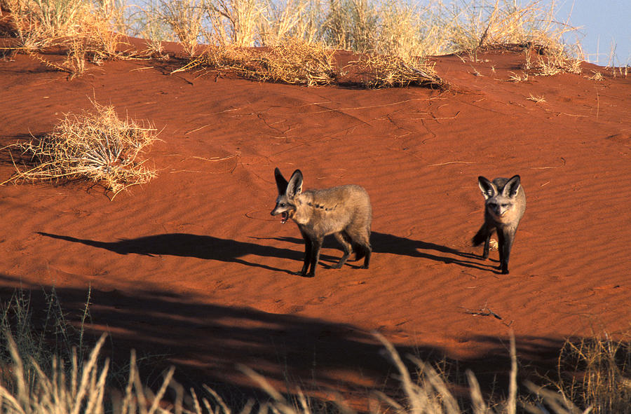 Bat-eared Foxes, Namibia Photograph by David Hosking