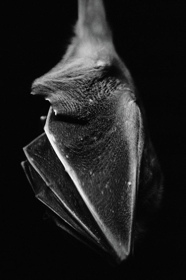 Bat Hanging Upside Down Digital Art by Fine Art America