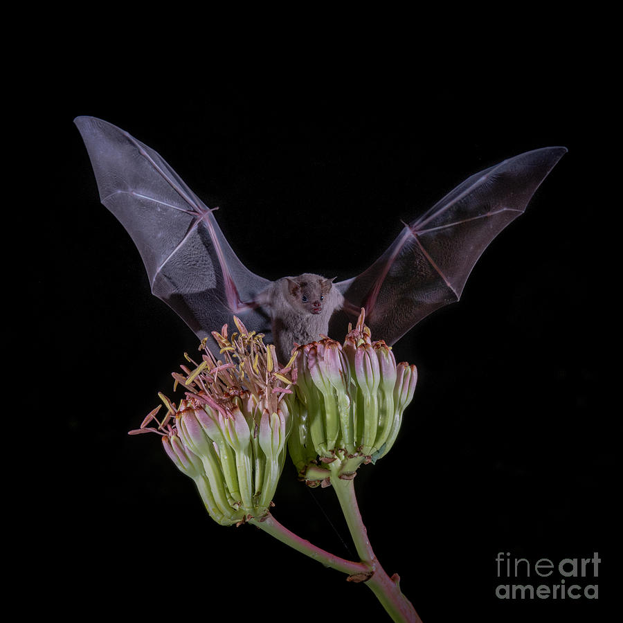 Bat in Agave Photograph by Lisa Manifold