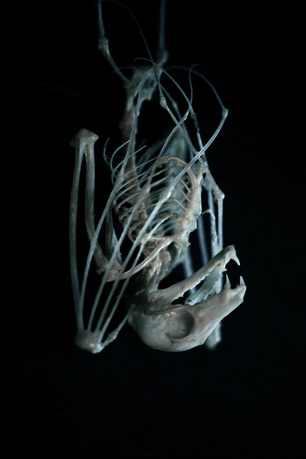 Halloween Digital Art - Bat skeleton by Cambion Art