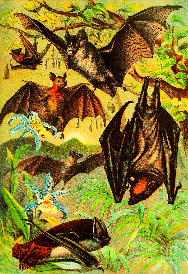 Bat Species Vintage Victorian 1880 with Vampire  Bat Painting by Peter Ogden