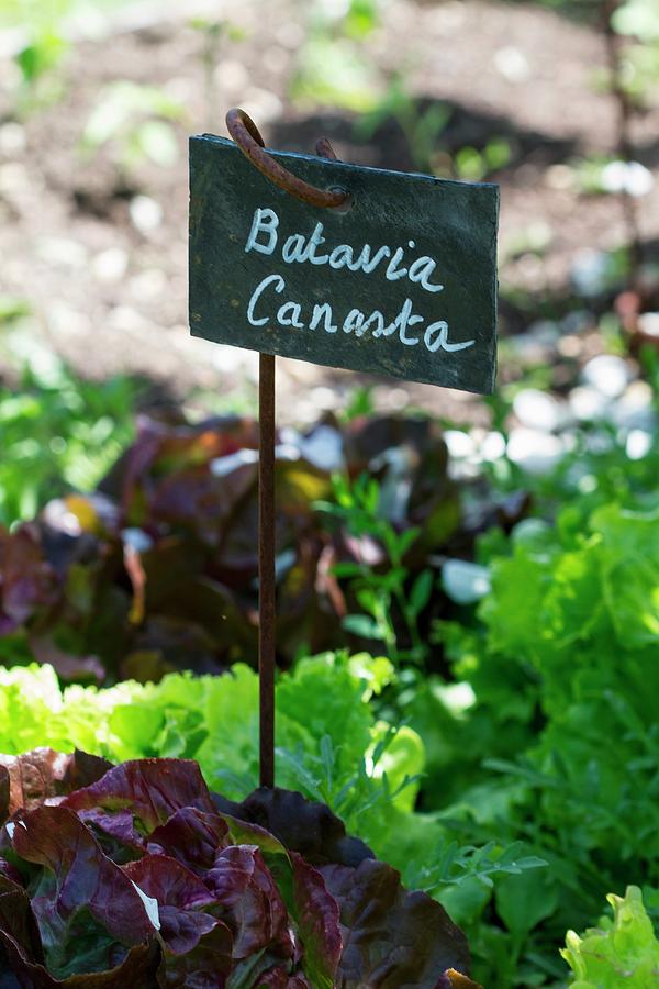 Batavia Canasta Lettuce In A Bed With Sign Photograph by Lutt, Carine