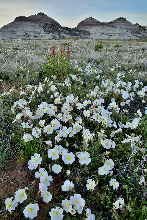 Batch of Desert Roses at Ruby Mountain Photograph by Ray Mathis