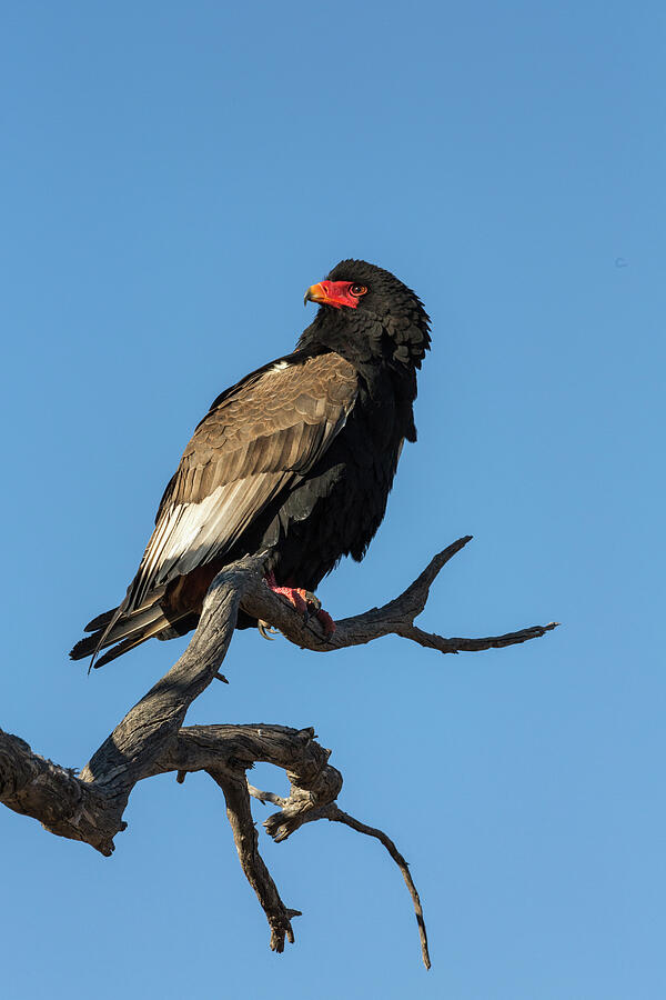 Bateleur Female. Kgalagadi Transfrontier Park, South Photograph by Ann ...