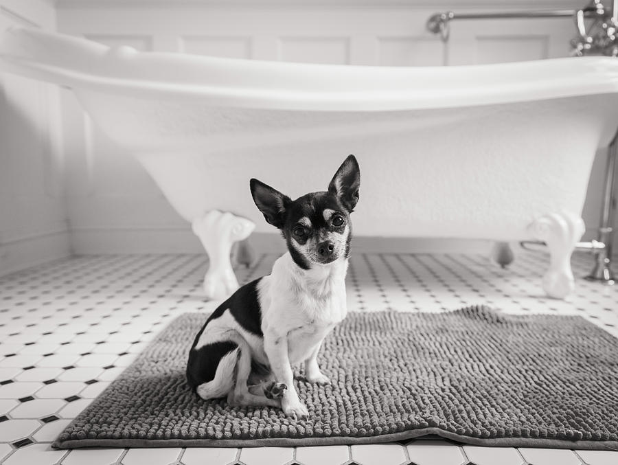 Black And White Photograph - Bath Time by Aledanda