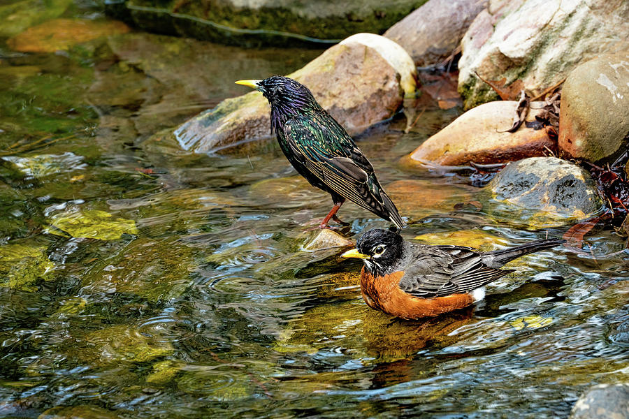 Robin Photograph - Bath Time For Birdy Buddies by Chris Lord