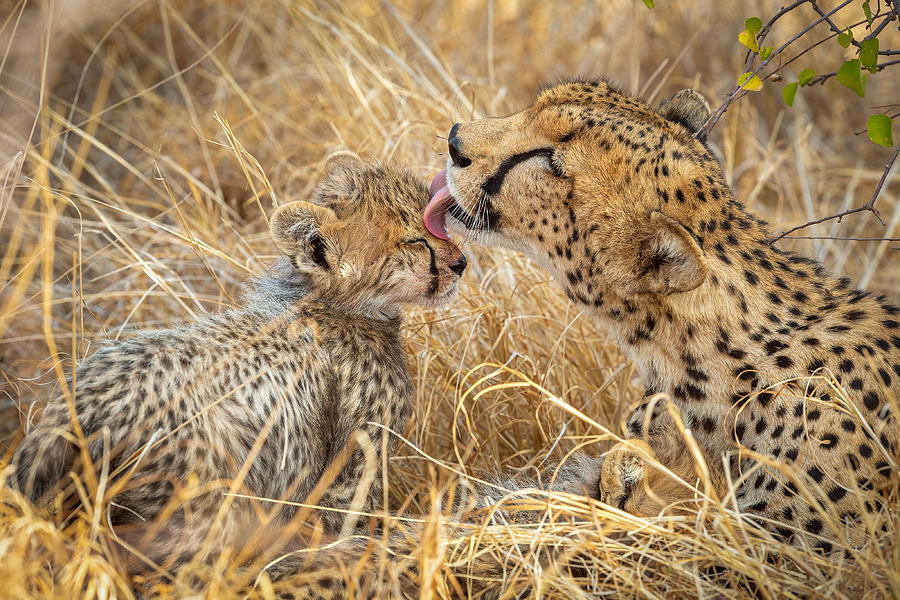 Cheetah Photograph - Bath Time by Jeffrey C. Sink