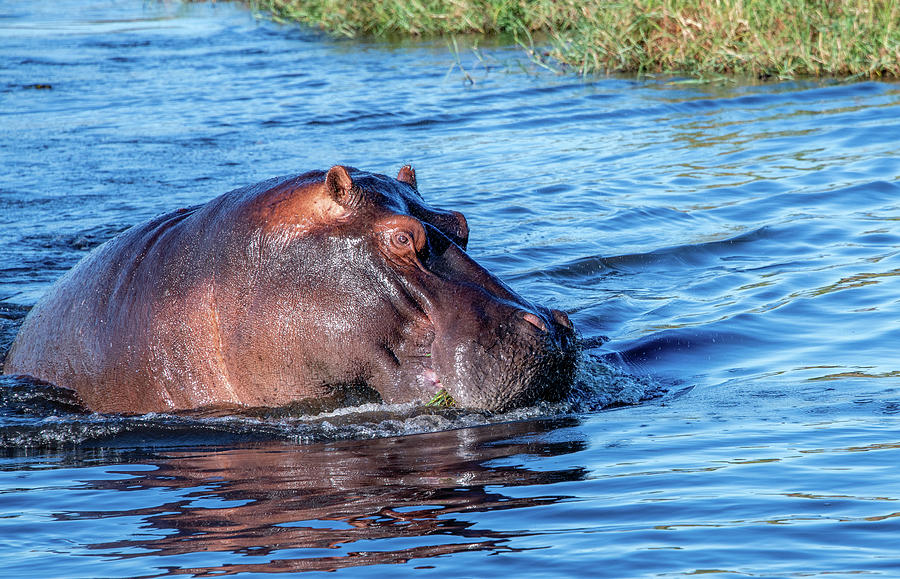 Bath Time on the Chobe Photograph by Marcy Wielfaert