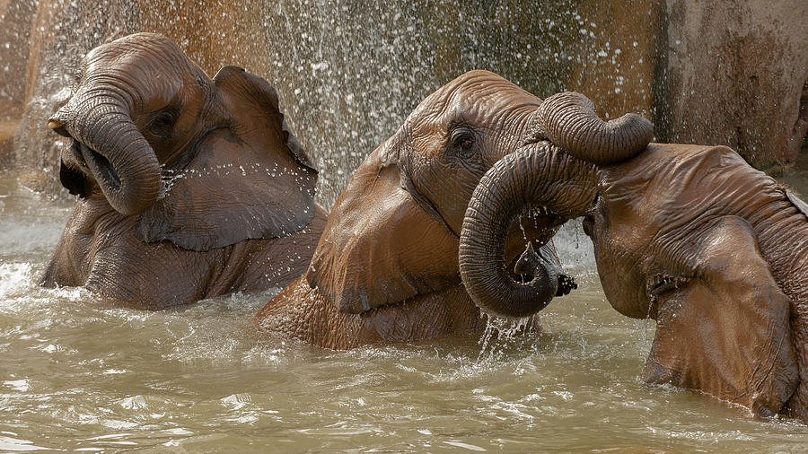 Elephant Photograph - Bath Time Play by Marc Pelissier