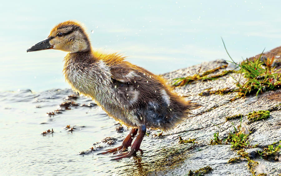 Bathing Baby Duck Mixed Media