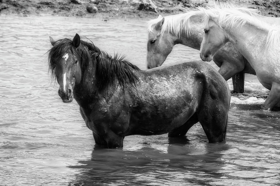 Bathing Beauties bw by Belinda Greb Bathing Beauties bw by Belinda Greb