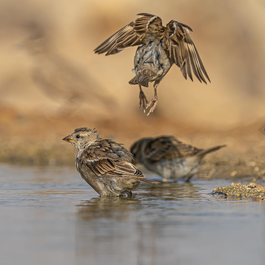 Bathing Birds Photograph by Boris Lichtman