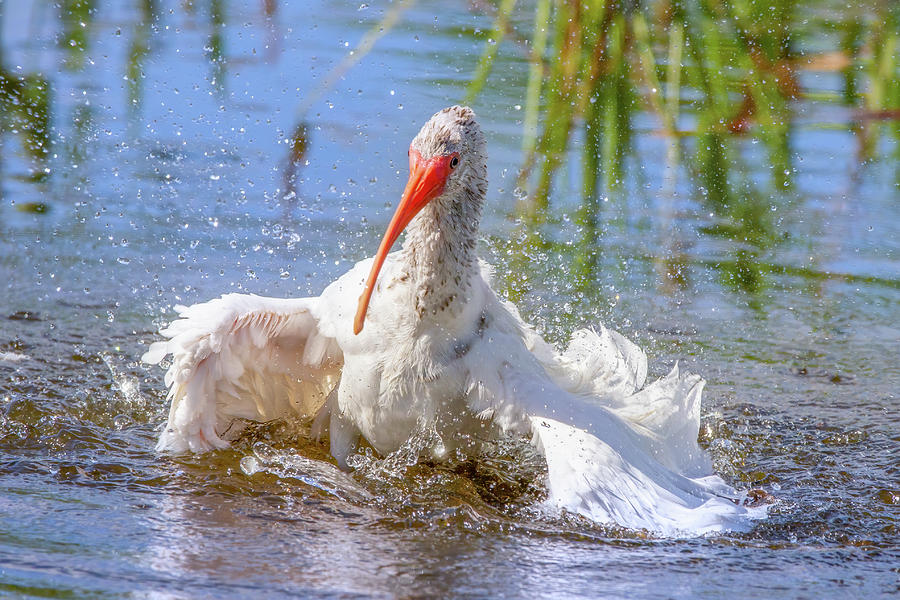 Bathing Ibis Photograph by Mark Andrew Thomas