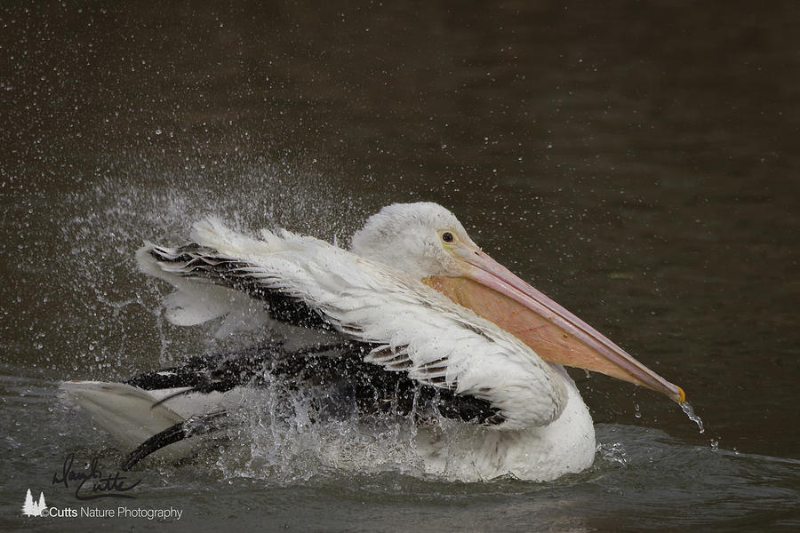 American Photograph - Bathing Pelican by David Cutts American Photograph - Bathing Pelican by David Cutts