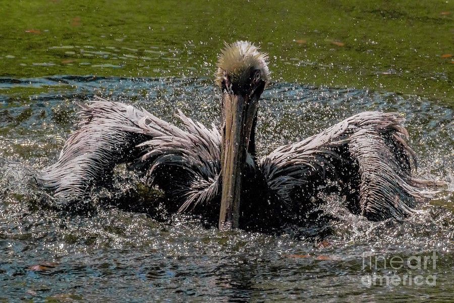 Pelican Photograph - Bathing Pelican by Rafael De Armas