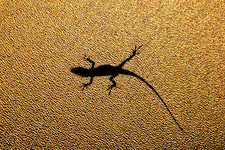 Bathroom Window Lizard Photograph by Bill Adams