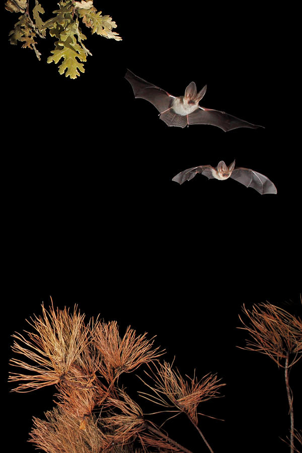 Bat Photograph - Bats And Halloween by Nicols Merino