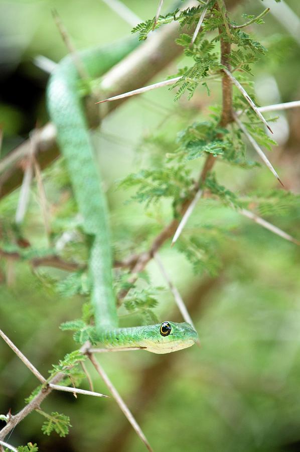 Battersby's Green Snake (philothamnus Photograph by Nick Garbutt - Fine ...