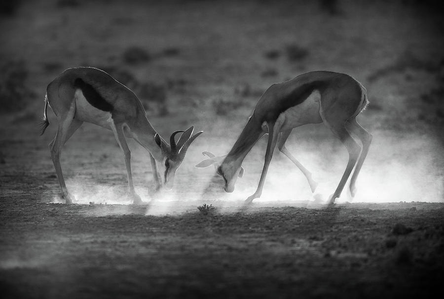 Wildlife Photograph - Battle In Black And White by Jaco Marx