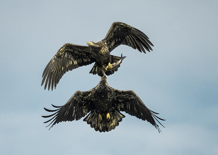 Wildlife Photograph - Battle In The Air by Vivian Wang