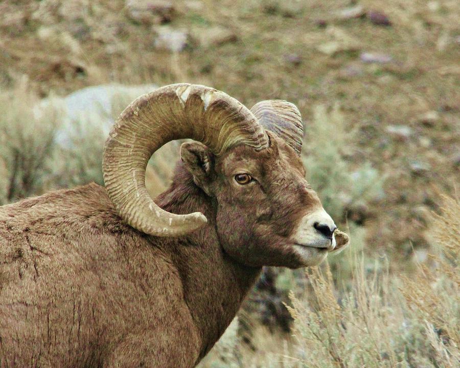 Battle Scarred Big Horn Ram Photograph by Alice Jones - Fine Art America