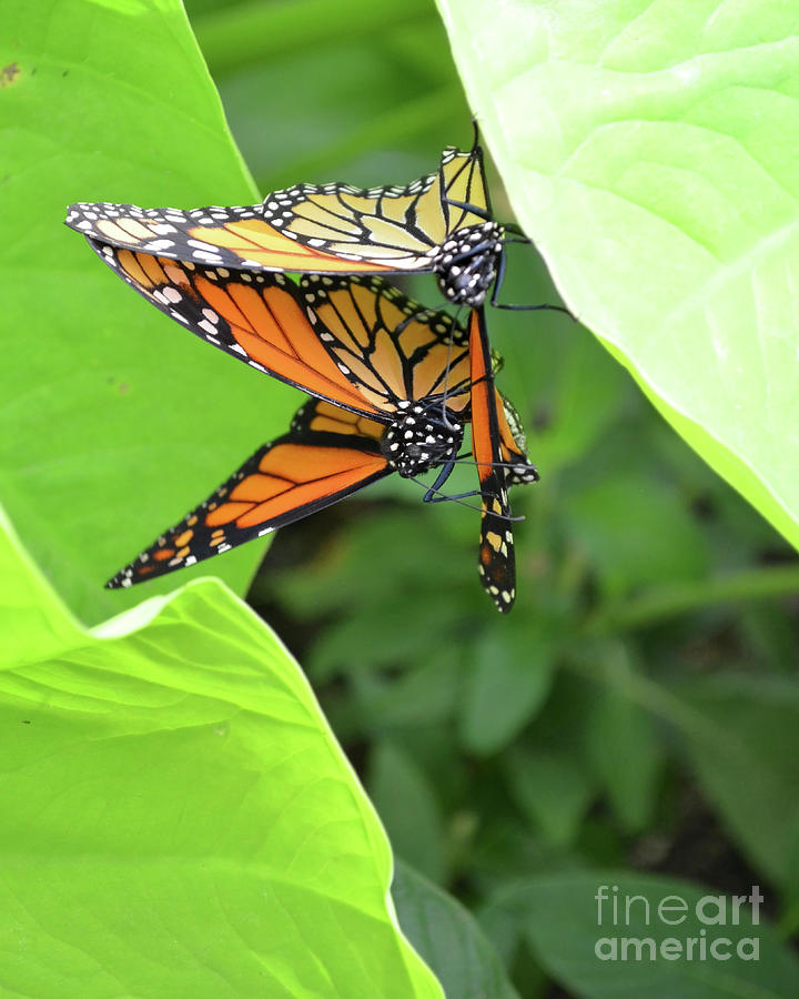 Battling Monarch Butterflies Digital Art