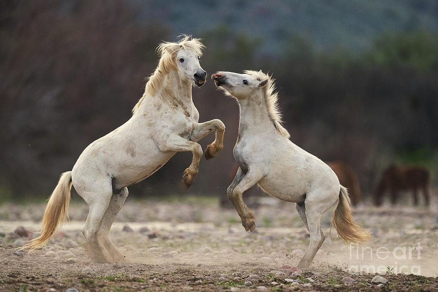 Battling Stallions Photograph by Shannon Hastings