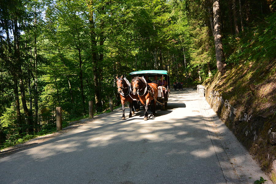 Horses Photograph - Bavarian Carriage Ride by Two Small Potatoes Horses Photograph - Bavarian Carriage Ride by Two Small Potatoes