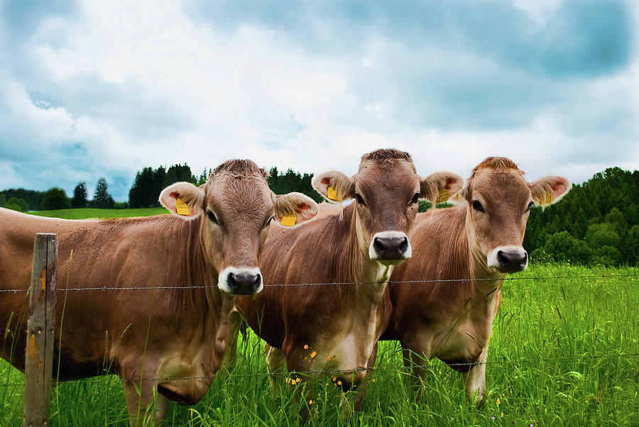 Bavarian Cows Posing Photograph by Luca Montanari