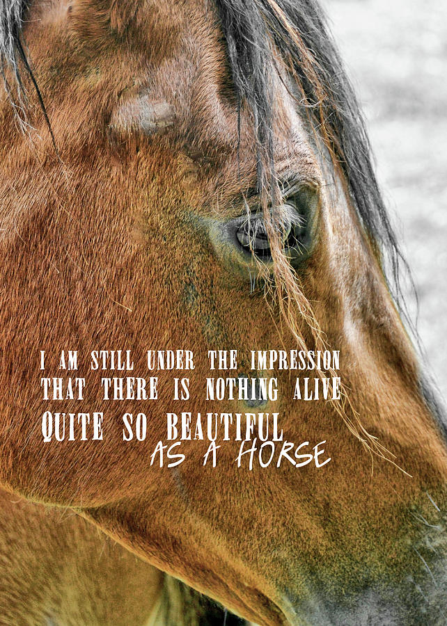 BAY BEAUTY quote Photograph by Dressage Design