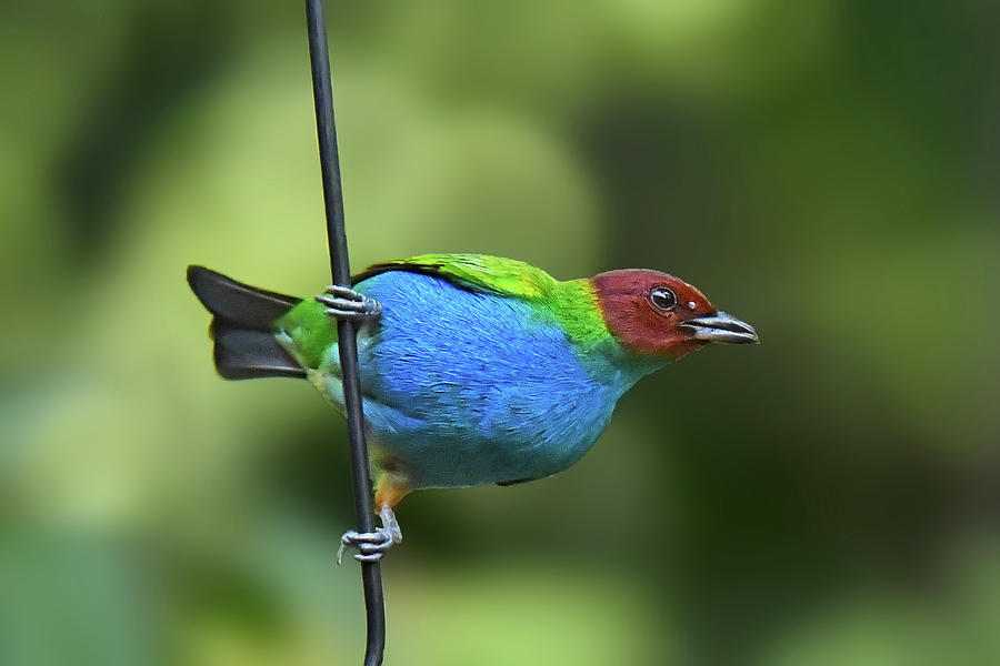 Bay-headed Tanager Photograph by Alan Lenk