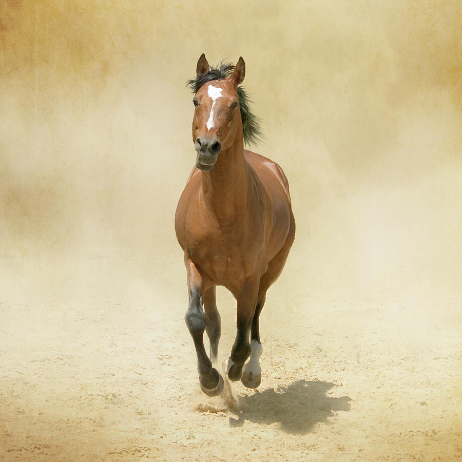 Bay Horse Galloping In Dust Christiana Stawski 